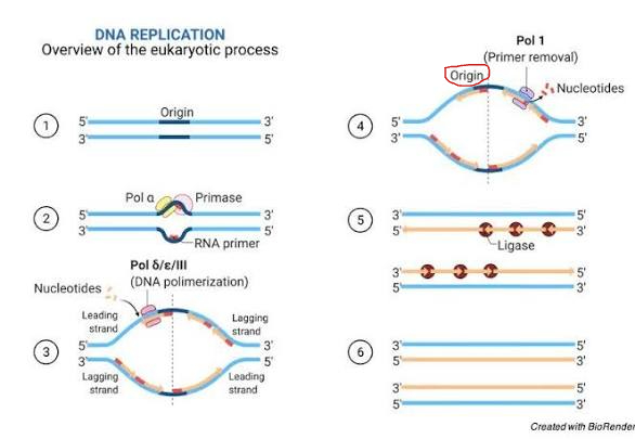 <p>- Origins of replication are specific sequences within the parental (original) DNA molecule where the process of replication begins, seen as DNA helicase begins to unwind the double helix</p><p>- A typical eukaryote usually has hundreds/thousands of origins of replication</p>