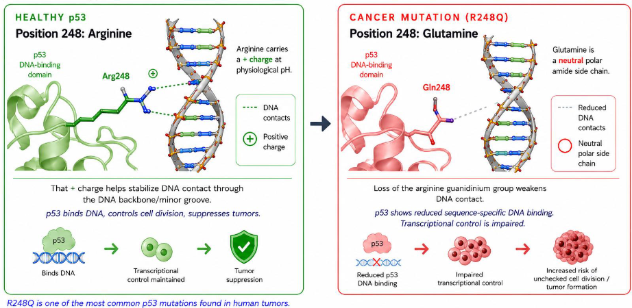 <p><strong>p53</strong> = tumor suppressor protein → binds DNA (Negatively charged) to control cell division </p><p><strong>Mutation Arg-248 → Gln-248</strong></p><ul><li><p><u>Healthy p53</u>: Arginine → (+) charge → <span style="color: green;">able to grip DNA</span></p></li><li><p><u>Cancer mutation p53</u>: Glutamine → polar neutral → <span style="color: red;">unable to grip DNA</span> → unable to suppress tumor → cancer</p></li></ul><p></p>