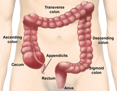 <p>ruột già</p>