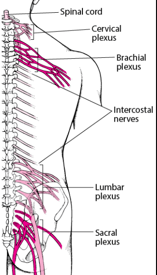 <ul><li><p>cervical plexus </p></li><li><p>brachial plexus </p></li><li><p>lumbar plexus </p></li><li><p>sacral plexus </p></li></ul><p></p>