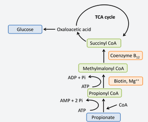 <ul><li><p>propionyl CoA → methylmalonyl CoA → succinyl CoA → kreb’s cycle</p></li></ul><p></p>