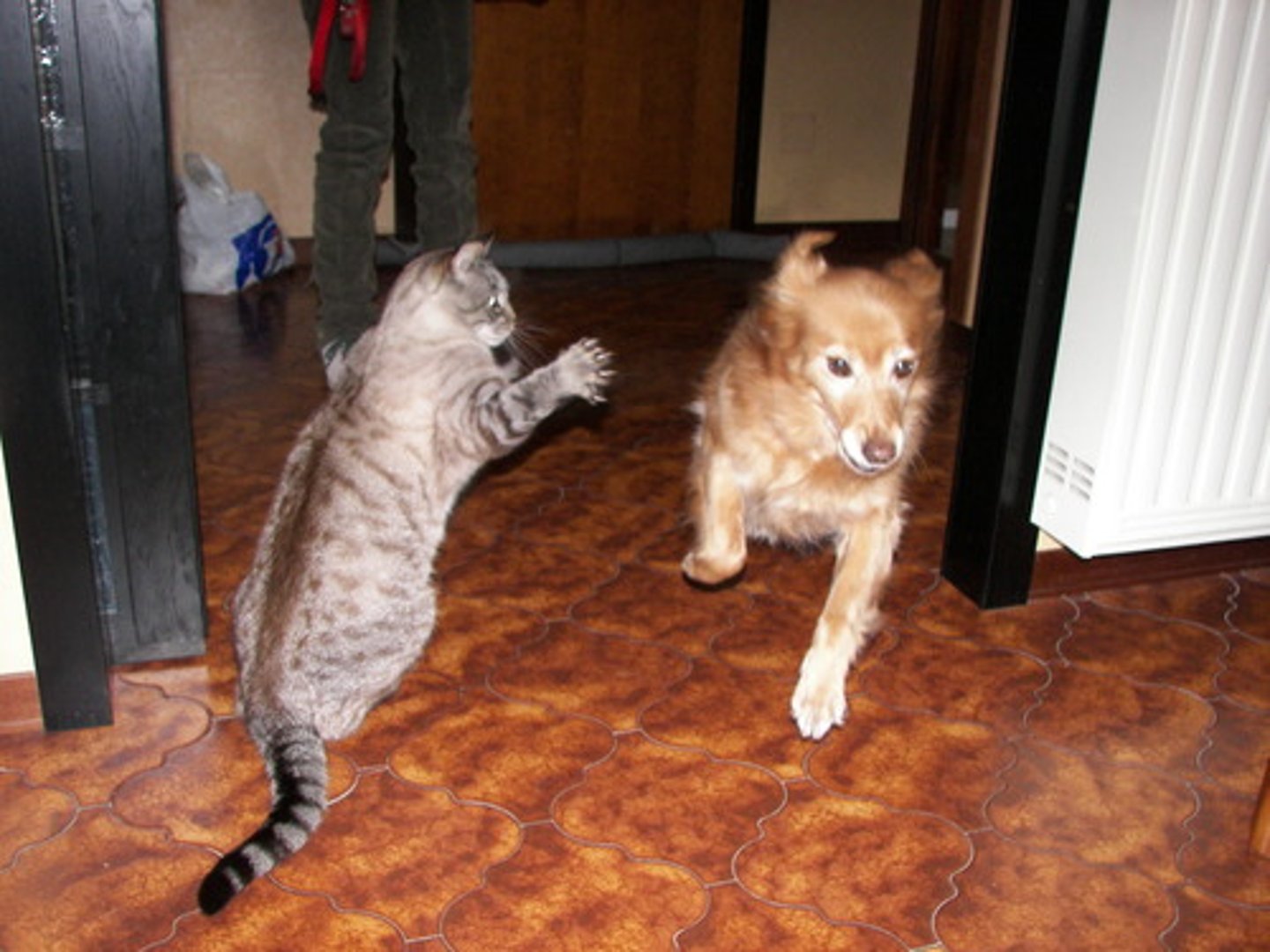 <p>to attack</p>