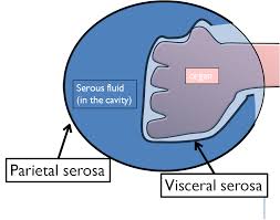<p>Membranes covering the surface of an organ</p><ol><li><p>Visceral pericardium</p></li><li><p>Visceral peritoneum</p></li><li><p>Visceral pleura</p></li></ol><p></p>