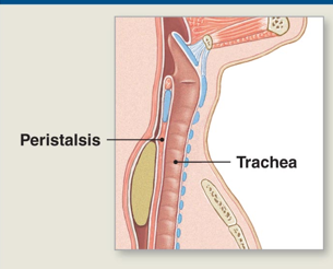 <p>Step 3 of mouth propulsion</p>