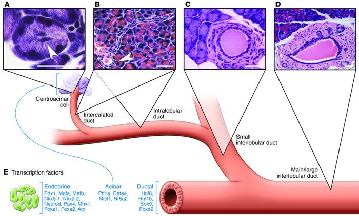 <ul><li><p>centroacinar cells (HCO3 sec.) → intercalated ducts → intralobular ducts → interlobular ducts → main pancreatic ducts (of Wirsung)</p></li><li><p>2nd part duodenum w/ common bile duct → thru major papilla @ ampulla</p></li></ul><p></p>