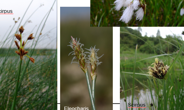 <p>Geef de familie.</p>