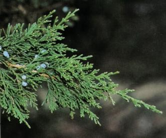 <p>What’s the Genera and Common Name of this Tree?</p>