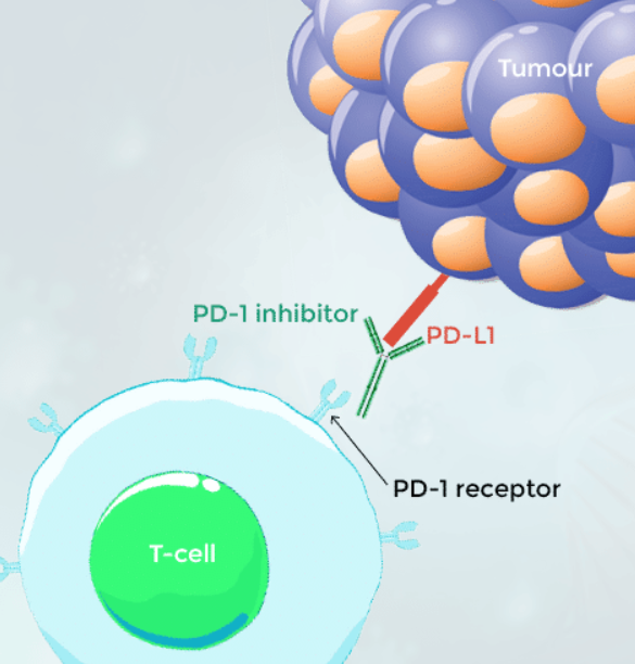 <p><span style="background-color: transparent;">These drugs bind to PD-L1 on tumour cells preventing binding of PD-L1 to PD-1.</span></p>