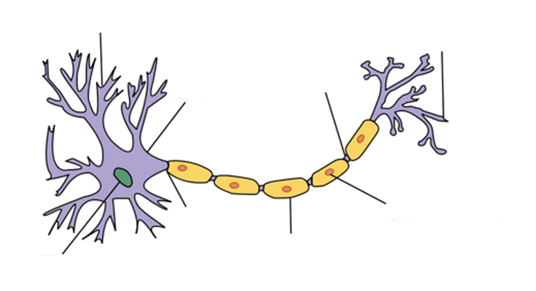 <p>Parts of a neuron and their functions</p>