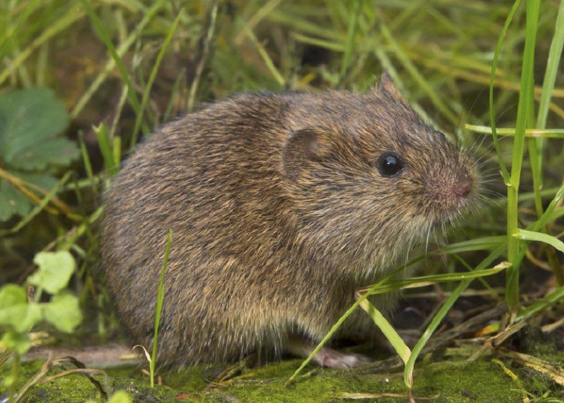 <p>To what order does this mammal</p><p>belong to?</p>