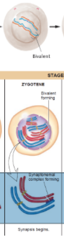 <p>Zygotene Synapsis begins + bivalent is forming</p>