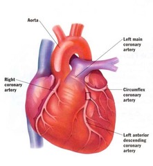 <p>group of tissues that work together to perform closely related functions</p>