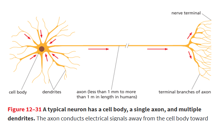 <p><strong>receive, integrate, and transmit signals</strong> in the nervous system</p><ul><li><p><strong>Cell body (soma):</strong> nucleus and organelles.</p></li><li><p><strong>Axon:</strong> carries signals away.</p></li><li><p><strong>Dendrites:</strong> receive signals.</p></li></ul><p>they communicate signals through <strong>changes in the electrical potential</strong> across their plasma membrane.</p><p></p>