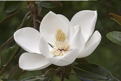 <p>Kingdom:</p><p>Clade:</p><p>Phylum:</p><p>Name of Structure:</p><p>Ploidy:</p>