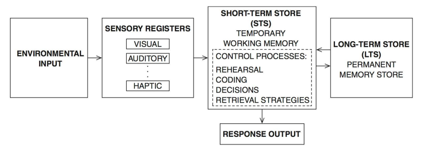 <p>environmental input -> sensory registers (visual, auditory) -> short-term store (working memory, rehearsal/ coding/ decisions/ retrieval affect where goes next) -> long term store &amp; response output</p>