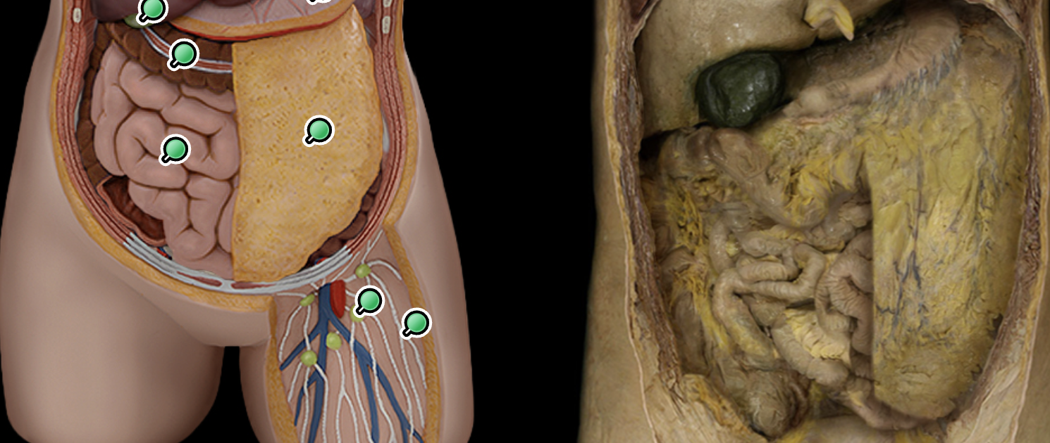 <p>Large intestine </p>