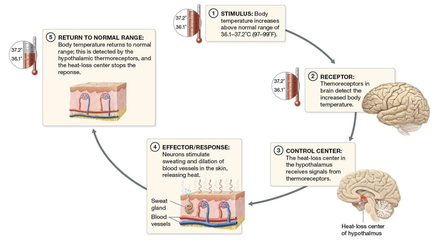 <p><strong>Stimulus- </strong>Body is too hot </p><p><strong>Receptor- </strong>Detect an increase in temperature </p><p><strong>Control Center- </strong>in brain (<strong>hypothalamus</strong>) acts as a thermostat </p><p><strong>Effector//Response- </strong>Control center stimulates sweating and vasodilation (VD) of vessels in dermis </p><p><strong>Return to normal range (homeostasis) </strong></p>