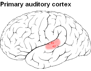 <p>Receives and processes from both ears to identify types of sounds</p>