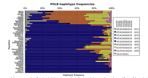 <p>A study found multiple SNPs within and around the human POLB locus and used this to generate haplotypes and compared their population frequencies across multiple human populations. (Yamtich et al, 2009 DNA Repair 8: 579–584). The below chart shows the haplotype frequency in different populations (y-axis). Does the data indicate that they are finding any regions that are in linkage disequilibrium? If so, explain why. If not, why?</p>