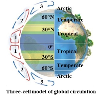 <p>rises and falls back towards the poles at 30 degrees latitude; provides rainfall for equatorial forests. air at poles has little moisture left</p>