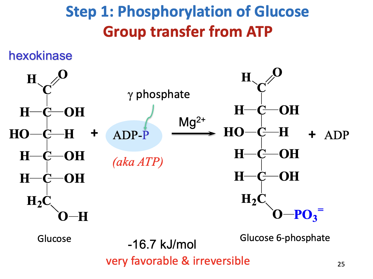<ul><li><p><strong>Enzyme:</strong> Hexokinase (I–IV)</p></li><li><p><strong>Reaction:</strong> Glucose + ATP → <strong>Glucose-6-phosphate (G6P) + ADP</strong></p></li><li><p><strong>Thermodynamics:</strong> ΔG°' = -16.7 kJ/mol → irreversible</p></li><li><p><strong>Regulation:</strong></p><ul><li><p>Hexokinase I (muscle/brain) → high affinity, inhibited by G6P</p></li><li><p>Hexokinase IV/glucokinase (liver) → low affinity, regulated by [glucose]/[F6P]</p></li></ul></li><li><p><strong>Purpose:</strong> Traps glucose in cell and primes it for glycolysis</p></li></ul><p></p>