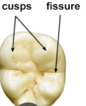 <p><strong>Cusp</strong></p>