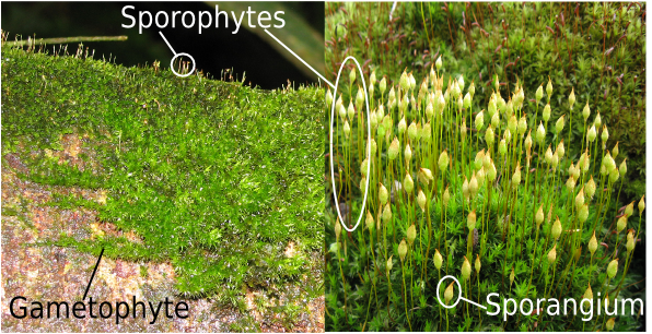 <p>Bryophytes come in two distinct forms which is the ______ and the ______</p>