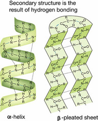 <p>are roughly parallel to the axis of the helix</p>
