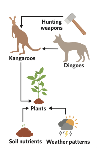 <p>In this way of knowing, a learner would not simply learn about the weapons needed. Instead, they would simultaneously learn:</p><ul><li><p>The <strong>behaviour patterns</strong> of the kangaroo.</p></li><li><p>The <strong>plants</strong> the kangaroos eat and how those plants grow.</p></li><li><p>The <strong>predators</strong> that hunt them.</p></li><li><p>The animal's overall <strong>role and impact on the ecosystem</strong>.</p></li></ul><p></p>