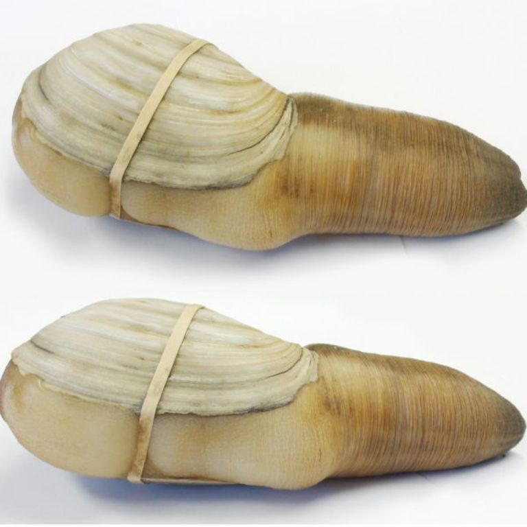<p>geoduck [<span><span>ˈɡuː.iˌdʌk]</span></span></p>