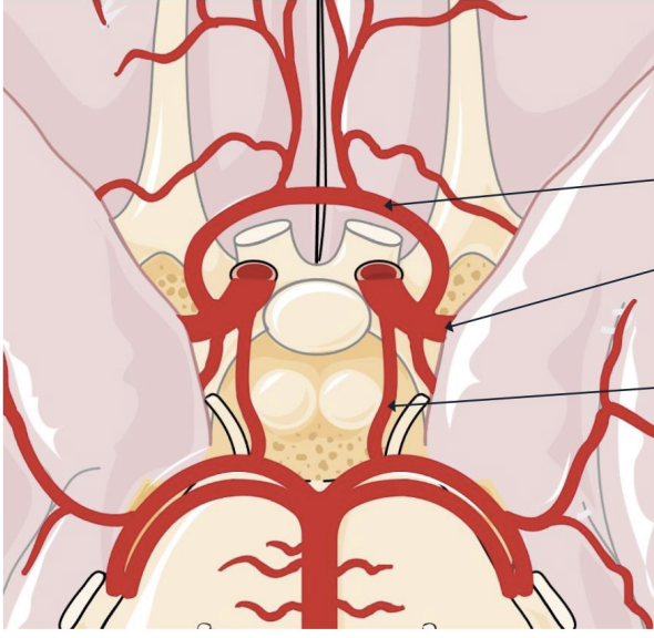 <p>What three arteries extend from the internal carotid arteries?</p>