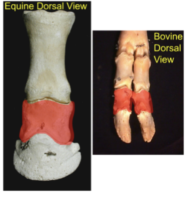 Short Pastern Bone