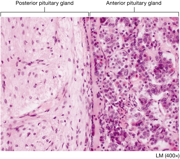 <p>Describe the difference between anterior and posterior pituitary?</p>