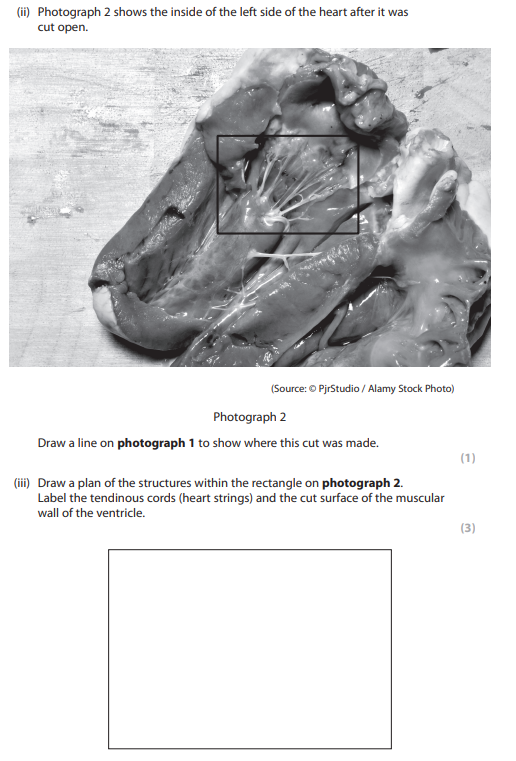term image