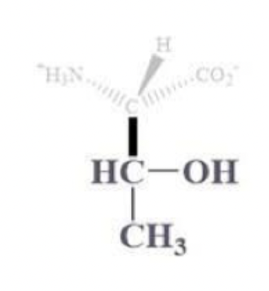 <ul><li><p>thr, T</p></li></ul><p></p><ul><li><p>CH bound with OH and CH3 side chain </p></li></ul><p></p><ul><li><p>polar and uncharged</p></li><li><p>often found on protein surfaces</p></li><li><p>the -OH is a good nucleophile, but not the best bc secondary alcohol </p></li></ul><p></p>