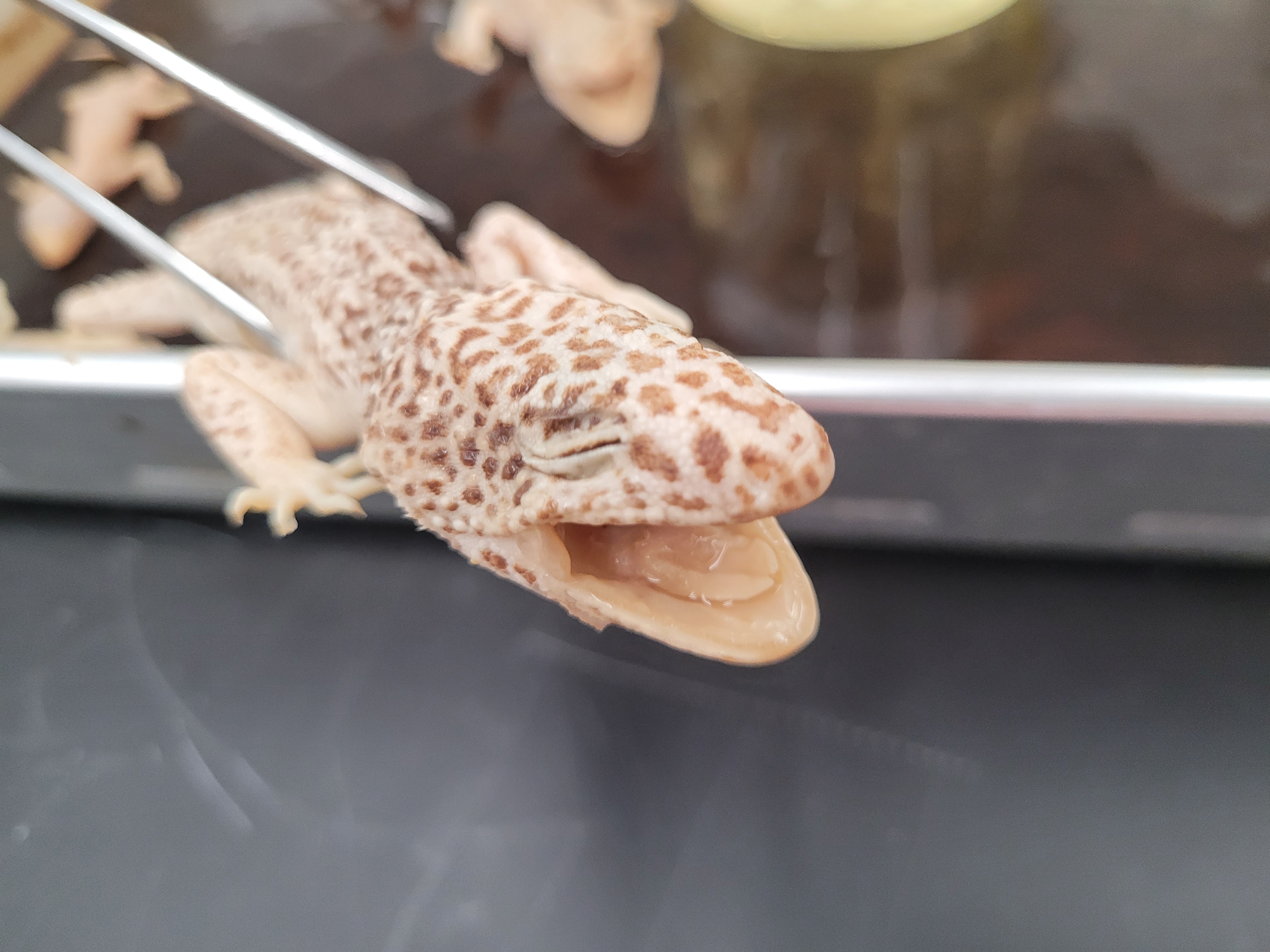 <p>What is this species?</p>