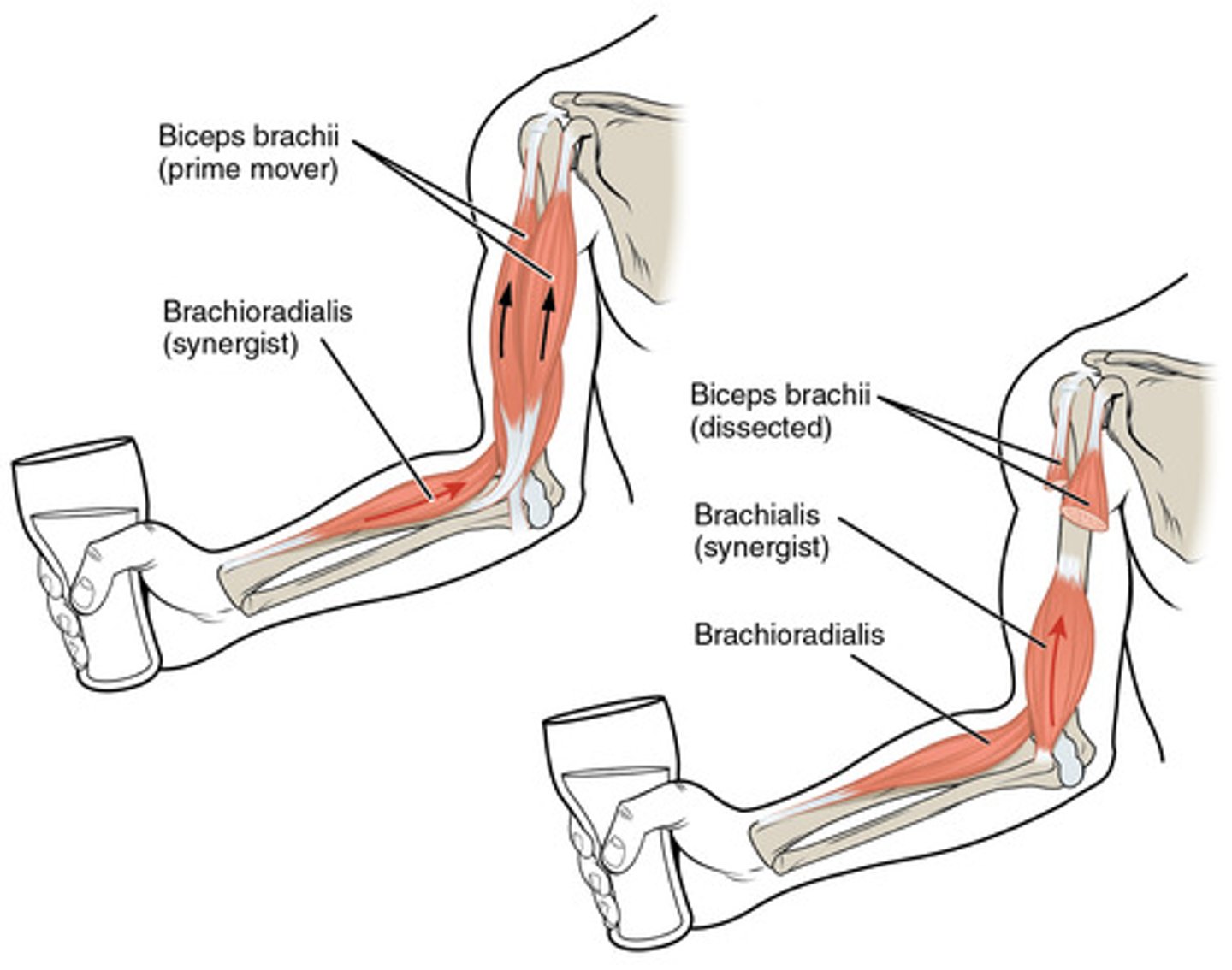<p>Help PM by adding extra force to the movement being carried out or by reducing undesirable extra movements that the PM may produce</p>