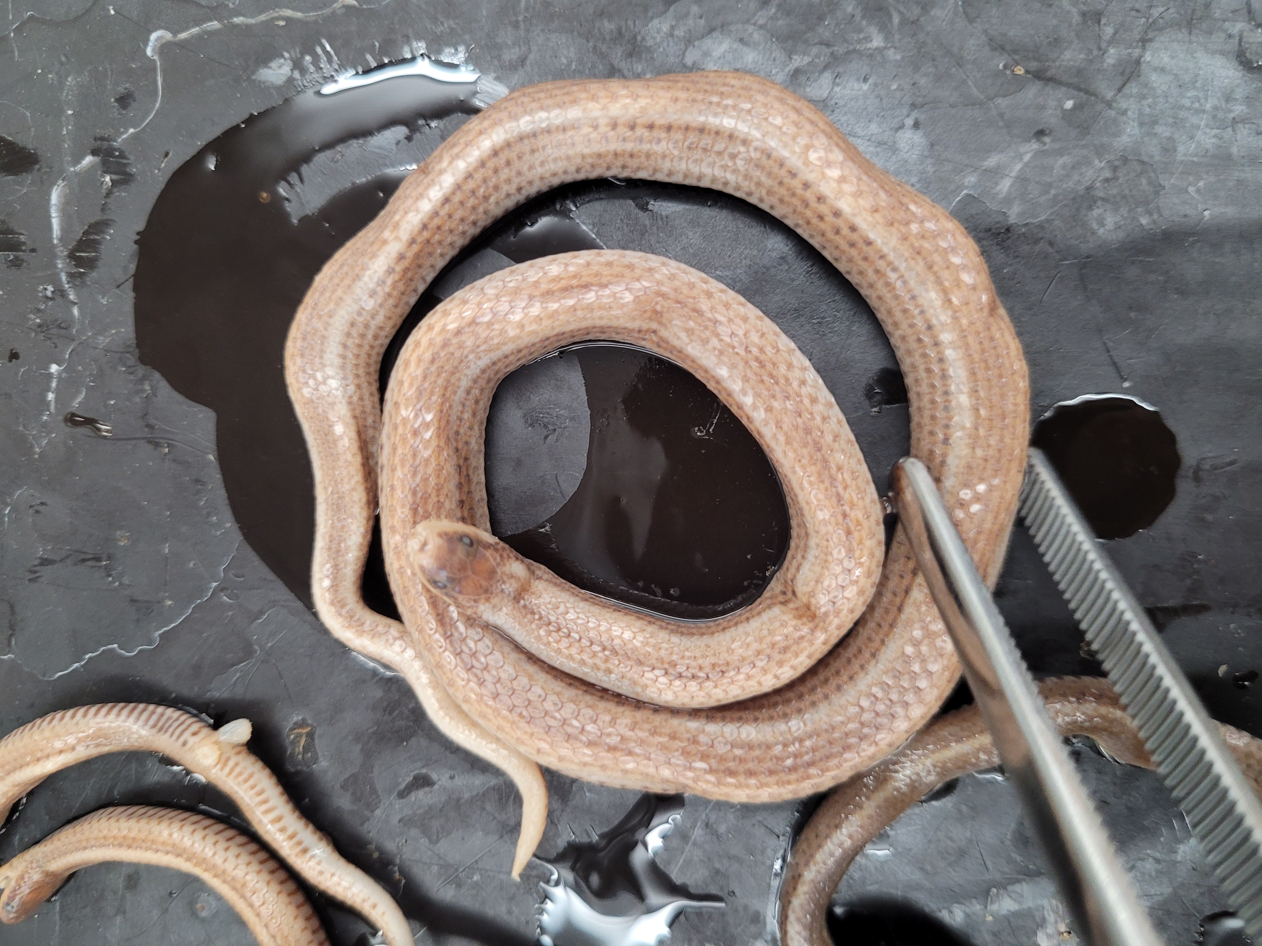 <p>What species is this</p>