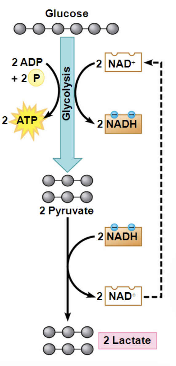 <p>Lactic acid fermentation occurs in <strong>some bacteria and fungi</strong> (used to make yogurt and cheese) and in <strong>human muscle cells when oxygen is scarce</strong>, allowing glycolysis to continue producing ATP.</p>