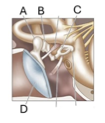 <p>Which structure is the [I will pick a part of the middle ear].</p>