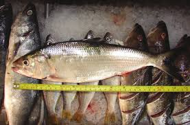 <p>herring</p><p><span style="background-color: transparent;"> <strong><u>“American painter”</u></strong>; <strong><u>small lateral line dots sometimes</u></strong> in gills; past plate, <strong><u>gill rakers are very “feather”-like </u></strong></span></p><p>herring; <span style="background-color: transparent;">similar fin placement to Atlantic herring</span></p><p></p><ul><li><p><strong>General:</strong> Large, silvery, laterally compressed, single dark shoulder spot, and a deeply forked tail.</p></li><li><p><strong>Size:</strong> Avg. adult <strong>40–55 cm (16–22 in; 1.3–1.8 ft)</strong>, <strong>1–3 kg (2.2–6.6 lb)</strong>;</p><ul><li><p>large adults commonly reach (22–30 in; 1.8–2.5 ft) and (6.6–13.2 lb).</p></li></ul></li><li><p><strong>Key IDs:</strong></p><ul><li><p><strong>Large dark spot posterior to gill cover ("shoulder spot")</strong>.</p></li><li><p>Often followed by a<strong> row of smaller faint spots</strong> along the upper side.</p></li><li><p><strong>Small mouth</strong>; lower jaw projects slightly.</p></li><li><p>Deeply forked caudal tail.</p></li><li><p><strong>Sharp ventral keel (saw-like belly scutes)</strong> ** can’t see</p></li></ul></li><li><p><strong>Memory cue:</strong> <strong>small mouth, one large shoulder spot, sometimes row of spots</strong></p></li></ul><p></p>