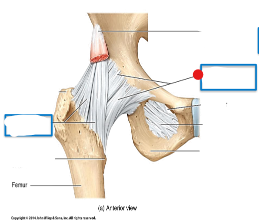 <p>Identify the structure pinned</p>