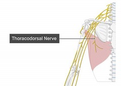 <p>THORACODORSAL</p>
