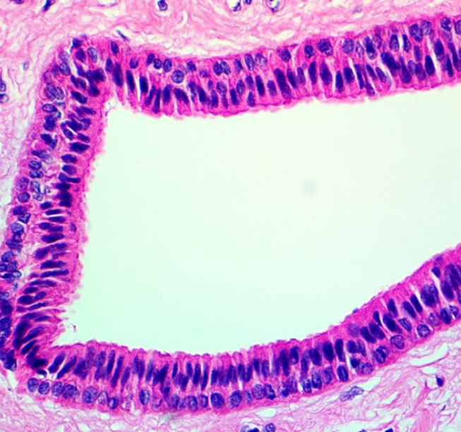 <p>identify this tissue</p>