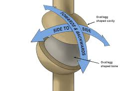 <ul><li><p>biaxial: movement occurs around 2 axes</p><ul><li><p>wrist joint (radio/ulnar articulation with carpals)</p></li><li><p>MCP</p></li><li><p>MTP</p></li></ul></li><li><p>one bone is concave, one is convex</p></li><li><p>allows</p><ul><li><p>abduction/adduction (frontal plane)</p></li><li><p>flexion/extension (sagittal plane)</p></li><li><p>no rotation</p></li></ul></li><li><p>similar to, but more restrictive than ball in socket joint</p></li></ul><p></p>