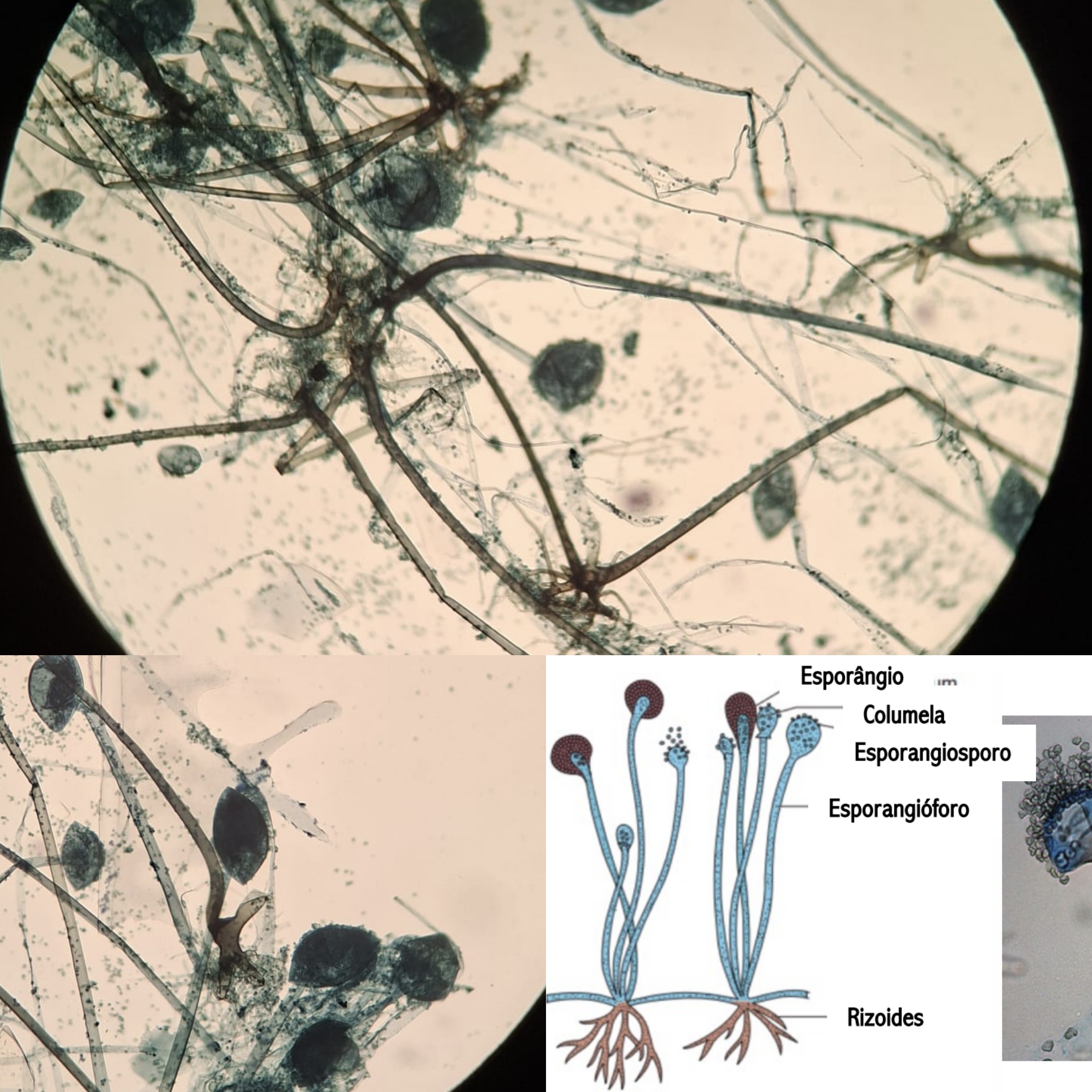 <p>Indica:</p><p class="has-focus">Se é fungo filamentoso inferior ou superior</p><p class="has-focus">O gênero do fungo</p><p class="has-focus">Características que o distingue</p>