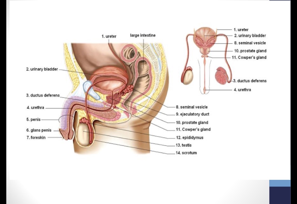 <p>secretes clear, salty <strong>mucous</strong> for <strong>lubrication</strong> and <strong>neutralizes</strong> <strong>acidic</strong> male urethra and vagina</p>
