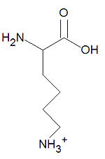 <p>(Lys, K) Basic, positively charged</p>