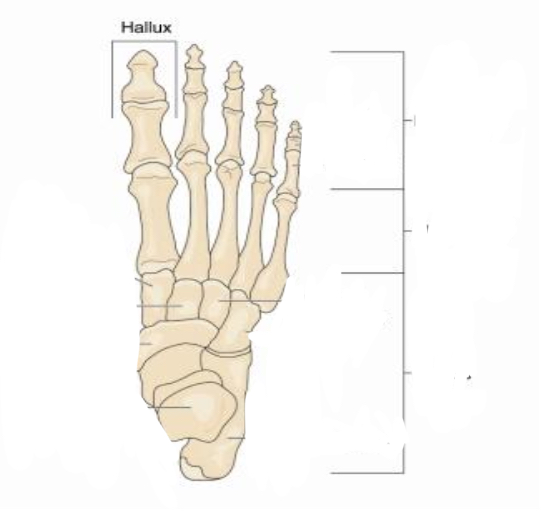 <p>Where is the Hallux (Big toe )</p>