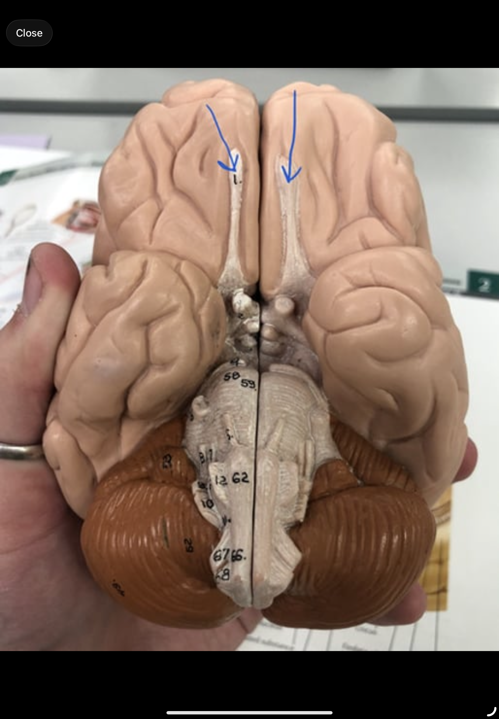 knowt flashcard image